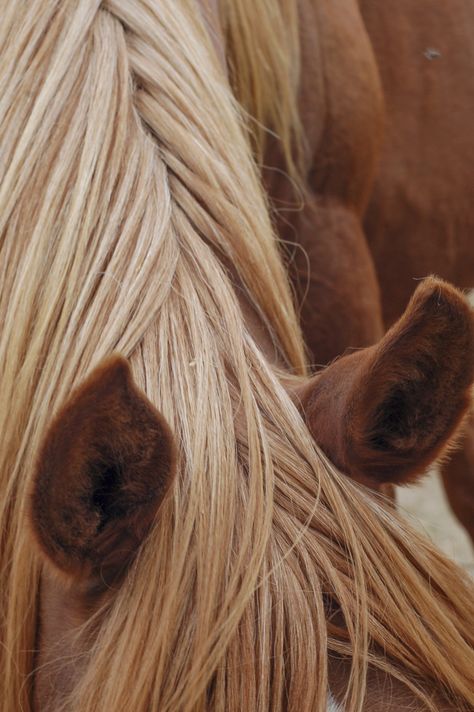 horse hair jewelry made in canada 